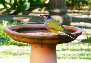 1st Jul 2023 - Male Australasian Figbird
