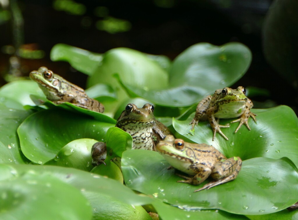 A Knot Of Green Frogs by sunnygreenwood