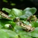A Knot Of Green Frogs by sunnygreenwood
