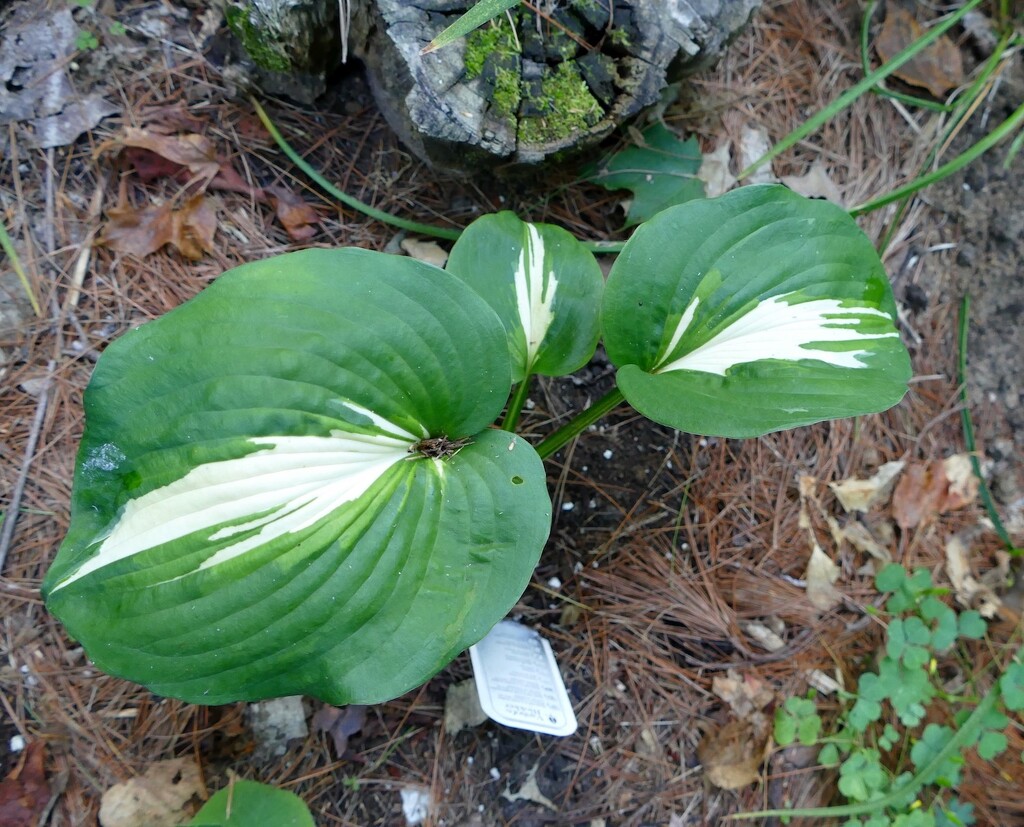 Hosta "Dream Queen" by sunnygreenwood