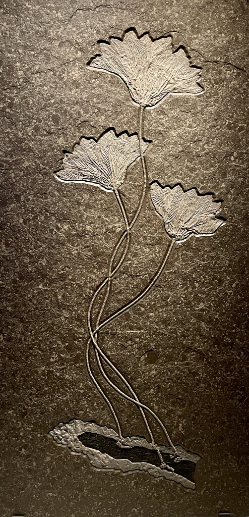 Water lily fossil by eudora