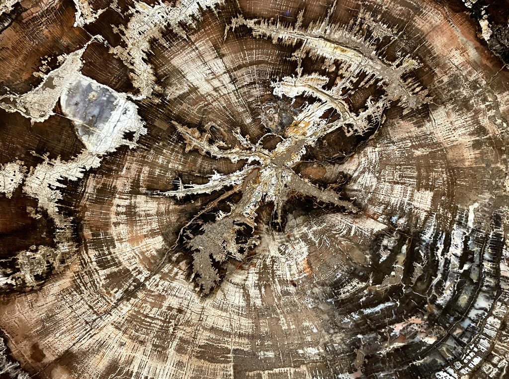Petrified wood  by eudora