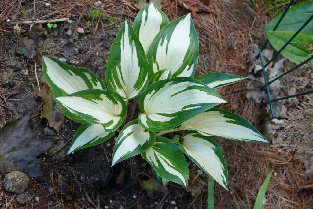 Hosta, Maybe "Moonstruck" by sunnygreenwood