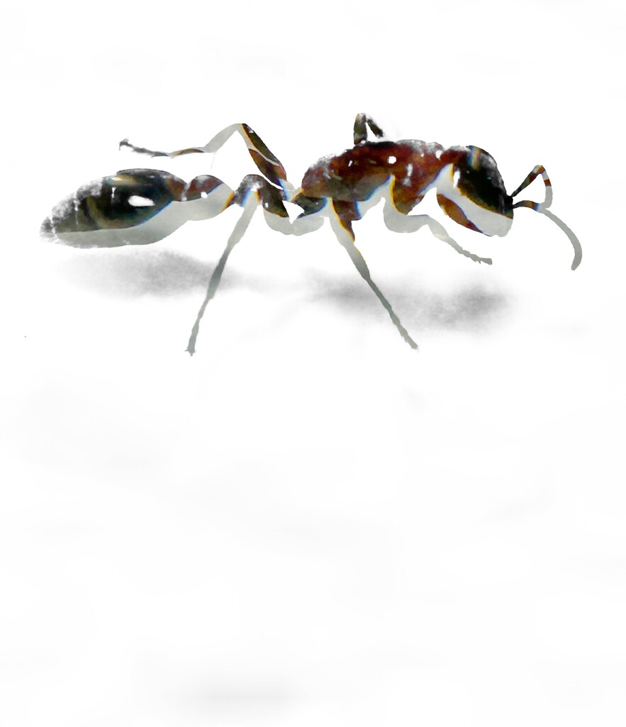 ANT  by joemuli