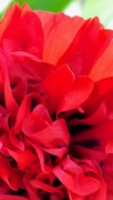 30th Jun 2023 - Double petal Poppy