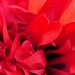 Double petal Poppy by gq
