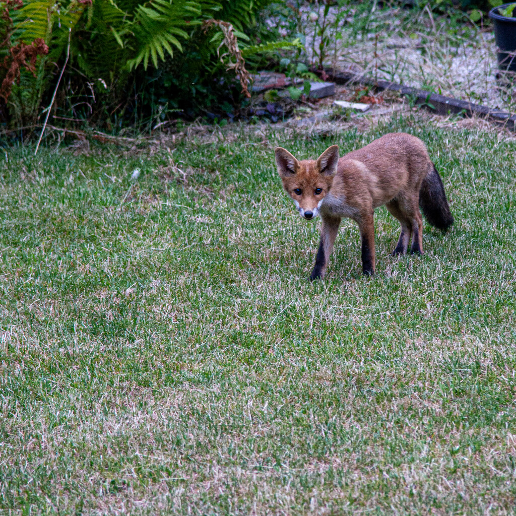 06-27 - Fox by talmon