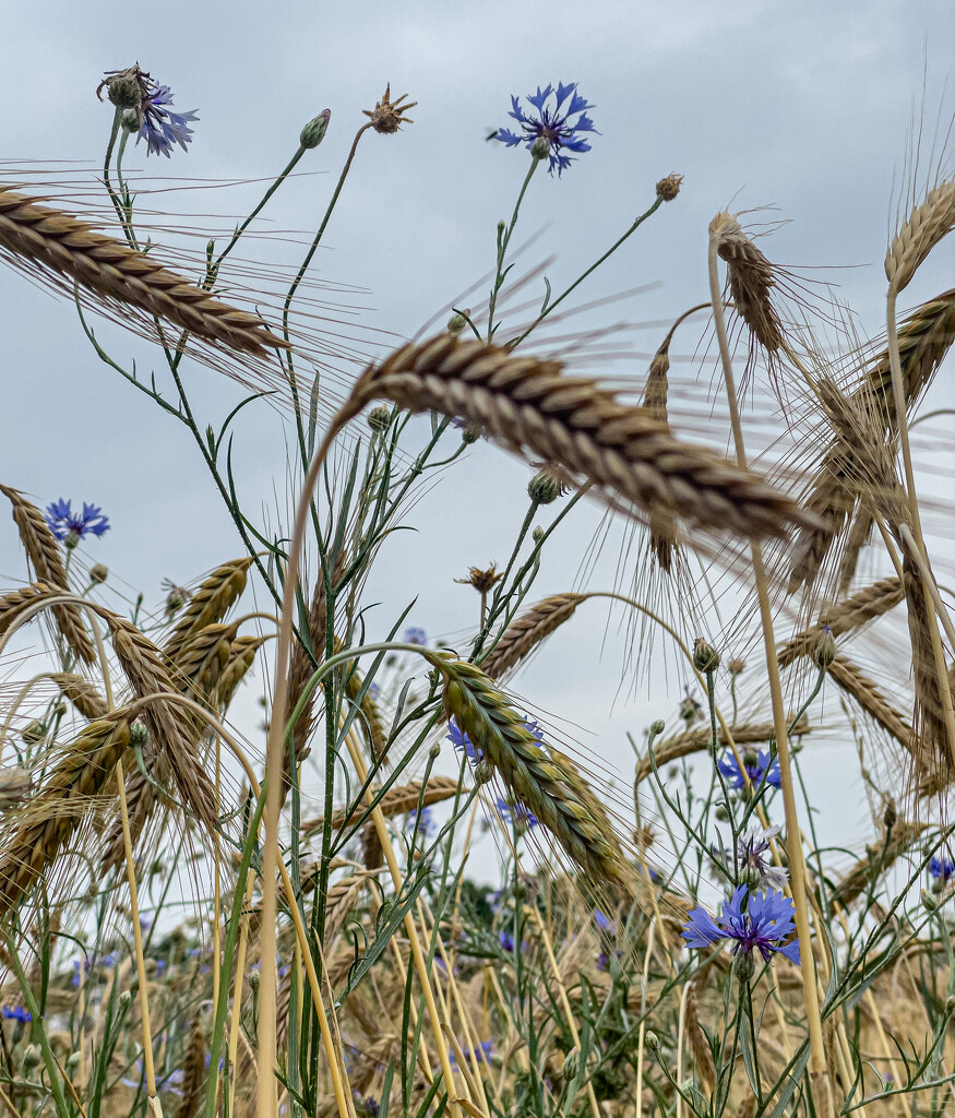 06-29 - Bluetts in corn field by talmon