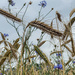 06-29 - Bluetts in corn field by talmon