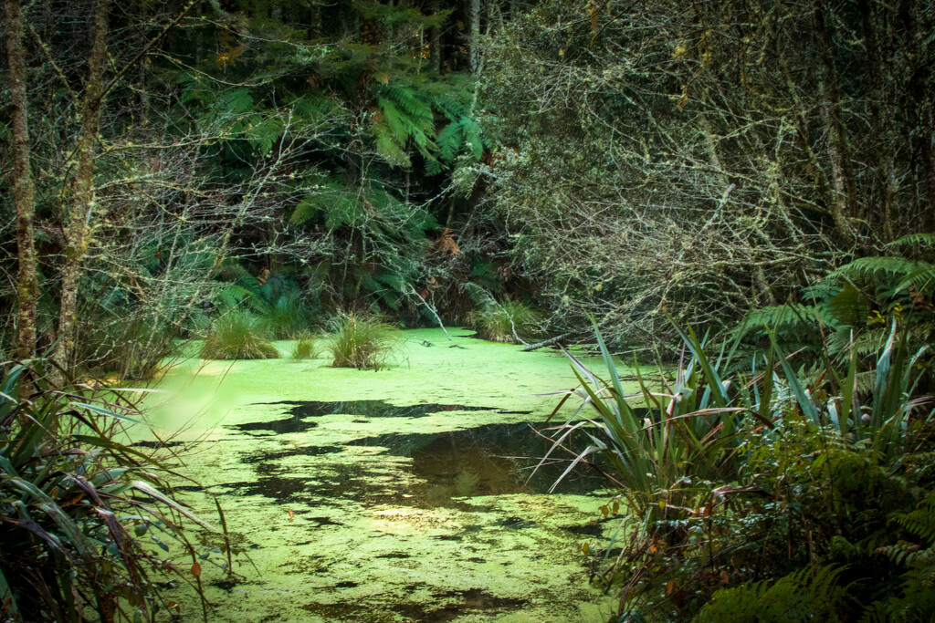 Algae pond by 365projectclmutlow