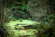 1st Jul 2023 - Algae pond