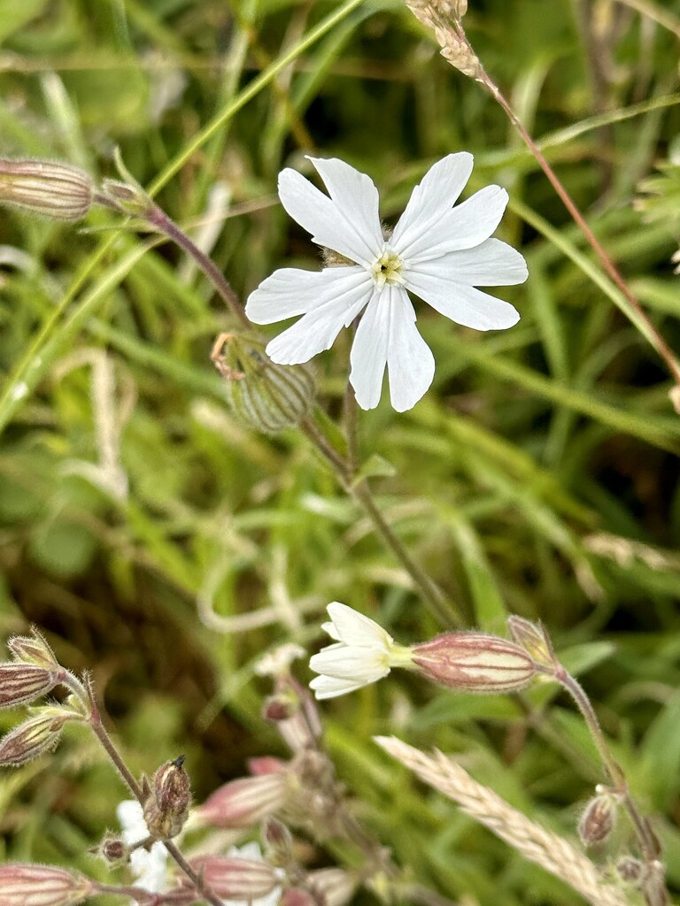 White Campion by pamknowler