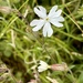 White Campion by pamknowler