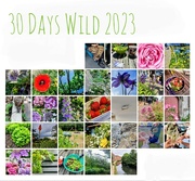 1st Jul 2023 - 30 Days Wild 2023