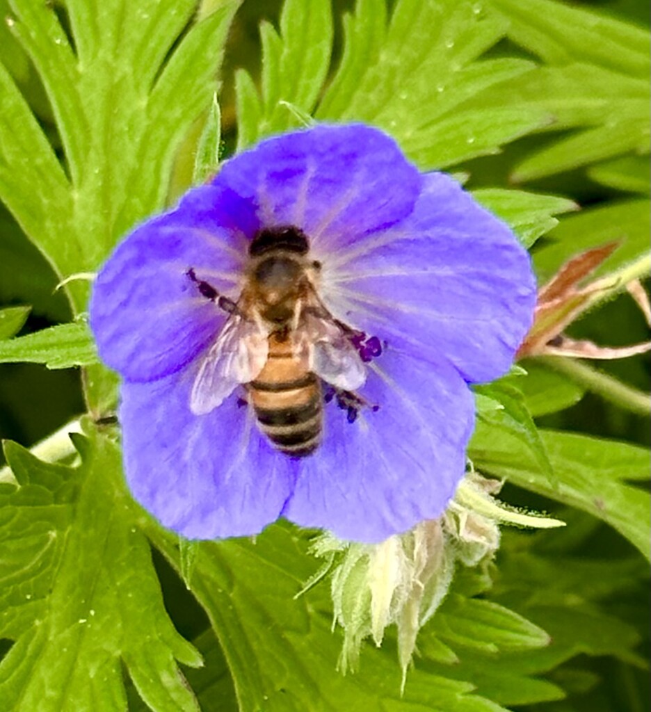 Bee in the Geranium by pamknowler