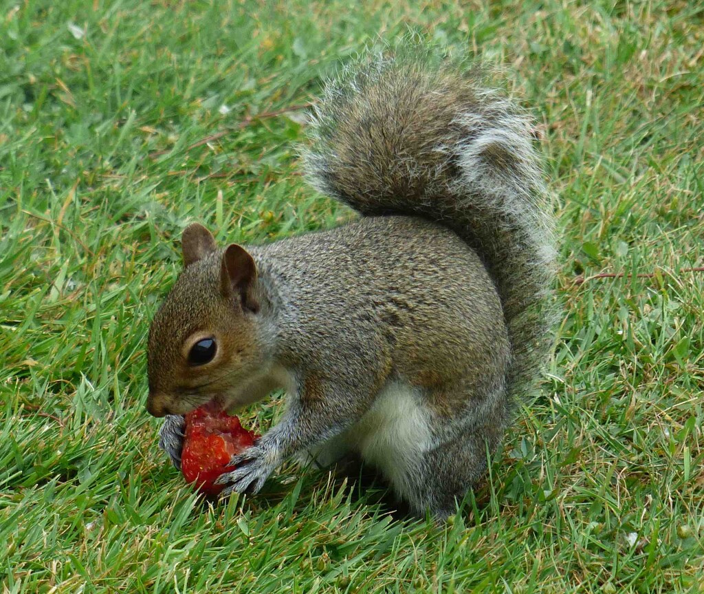Squirrel Eating A Strawberry  by arkensiel