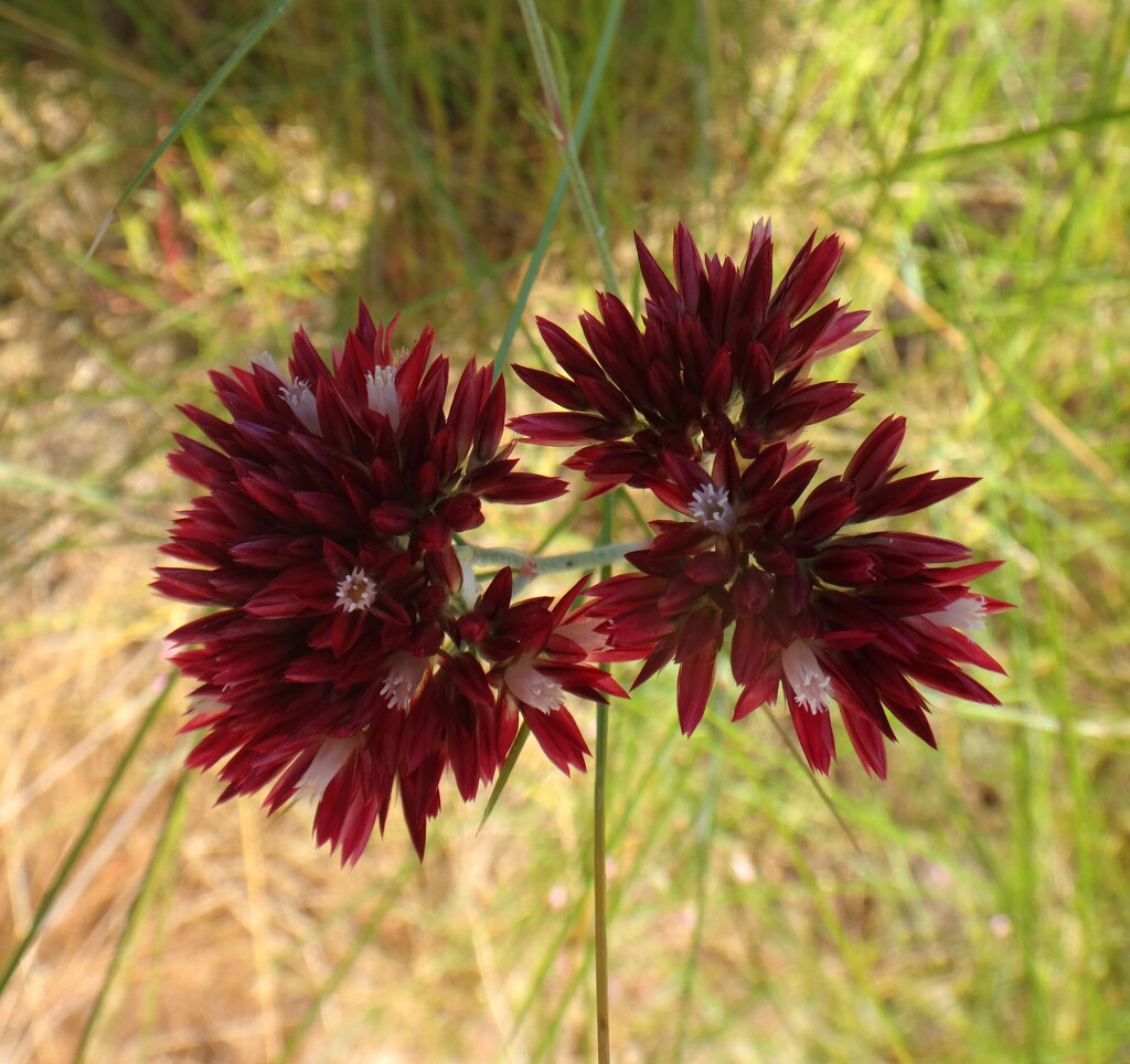 An unknown wildflower WA. by robz