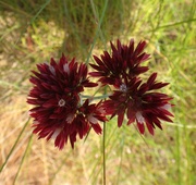 21st Jun 2023 - An unknown wildflower WA.