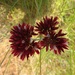An unknown wildflower WA. by robz