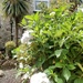 White Hydrangeas by cutekitty