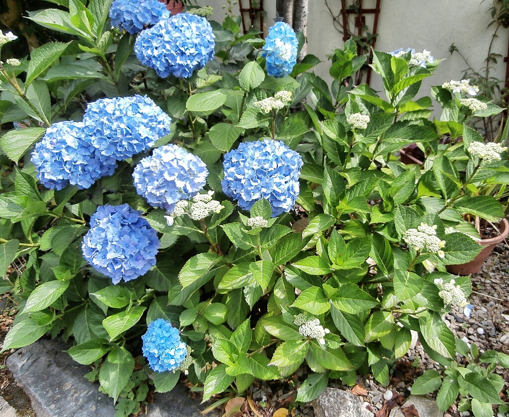 Blue Hydrangeas by cutekitty