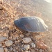 Turtle by sarahabrahamse