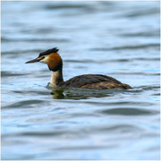 1st Jul 2023 - Great Crested Grebe