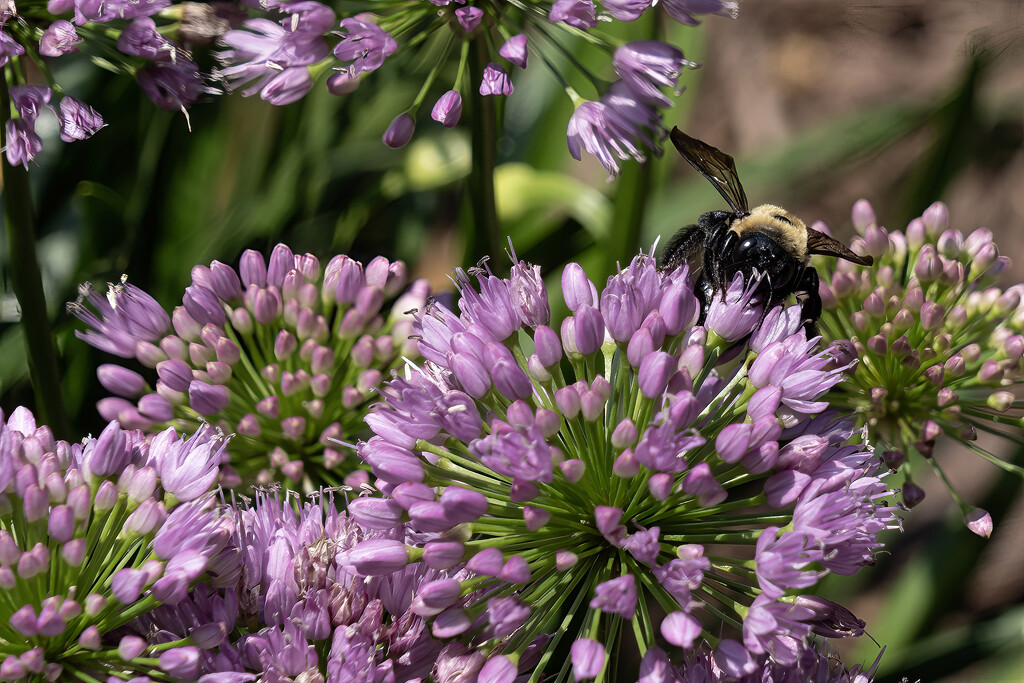 Bee on Allium by k9photo