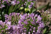 1st Jul 2023 - Bee on Allium