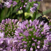 Bee on Allium by k9photo