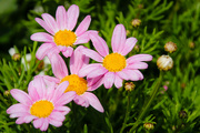 1st Jul 2023 - Some pretty flowers