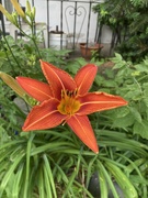 1st Jul 2023 - Day Lily 