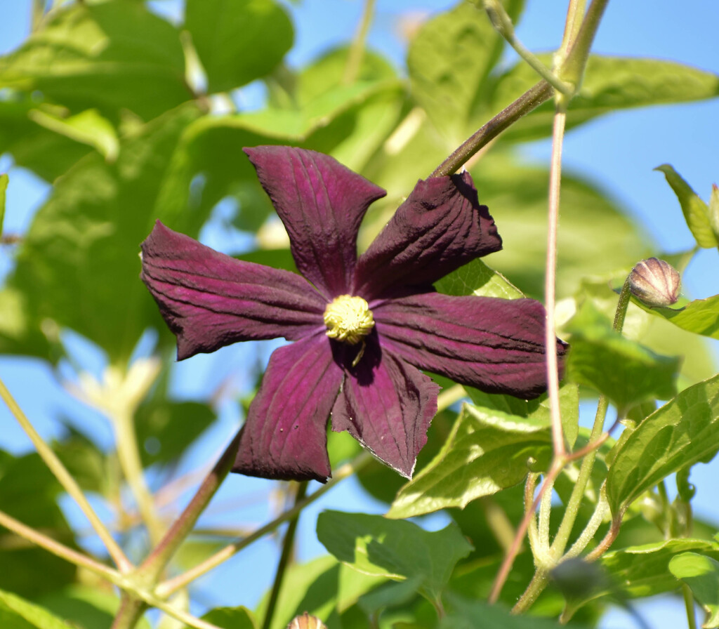 First Clematis On The Oldest Vines... by bjywamer