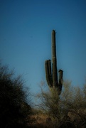 30th Jun 2023 - Jun 30 Lone Saguro Cactus
