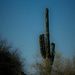 Jun 30 Lone Saguro Cactus by sandlily