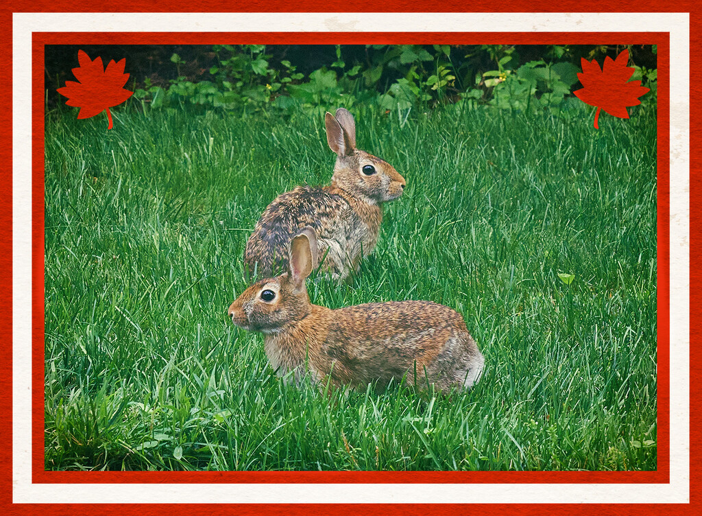 Happy Canada Day! by gardencat