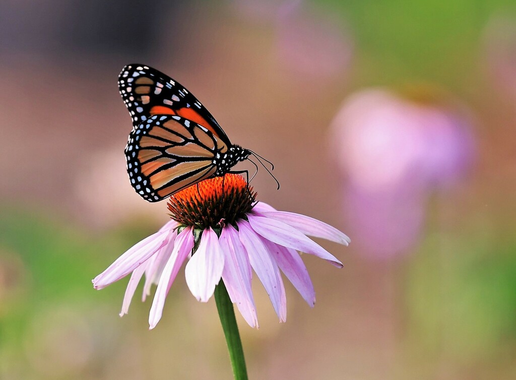 Beautiful Monarch by lynnz