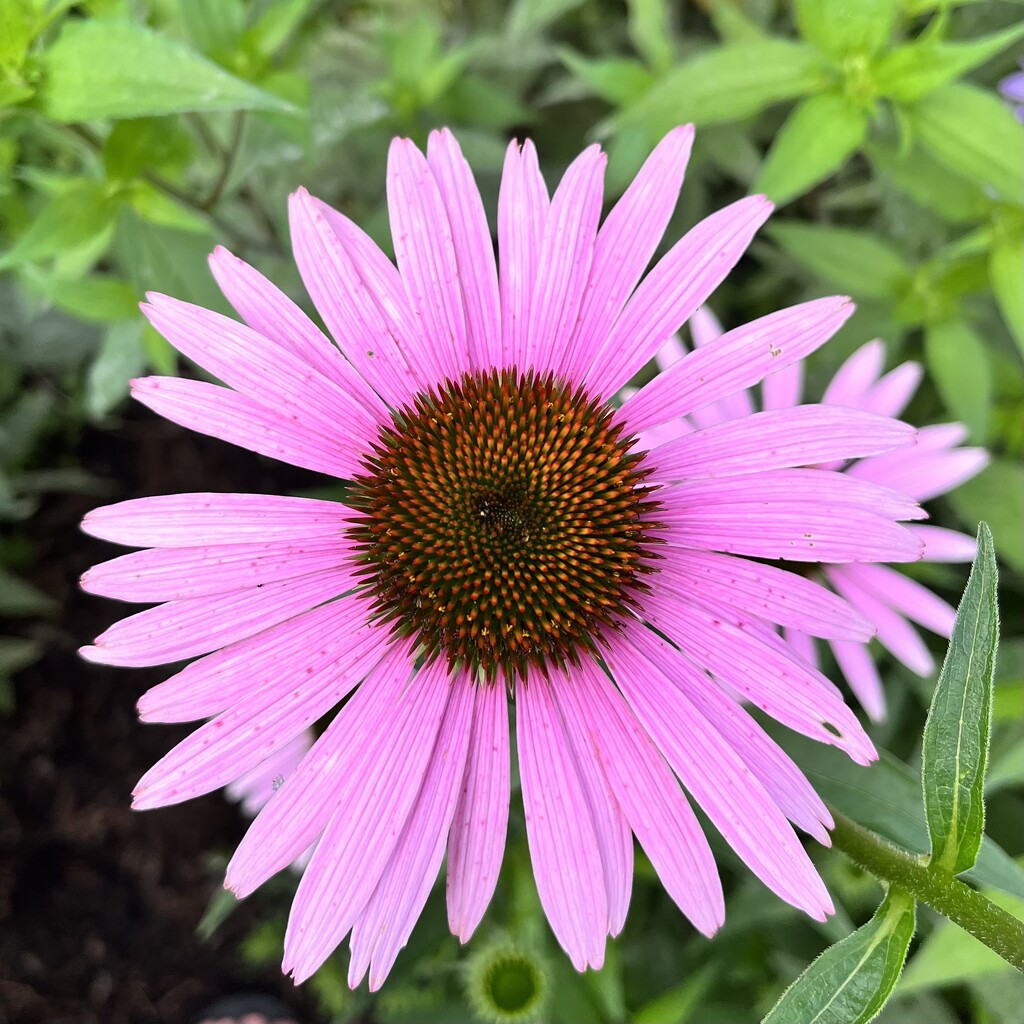 Purple Coneflower  by beckyk365