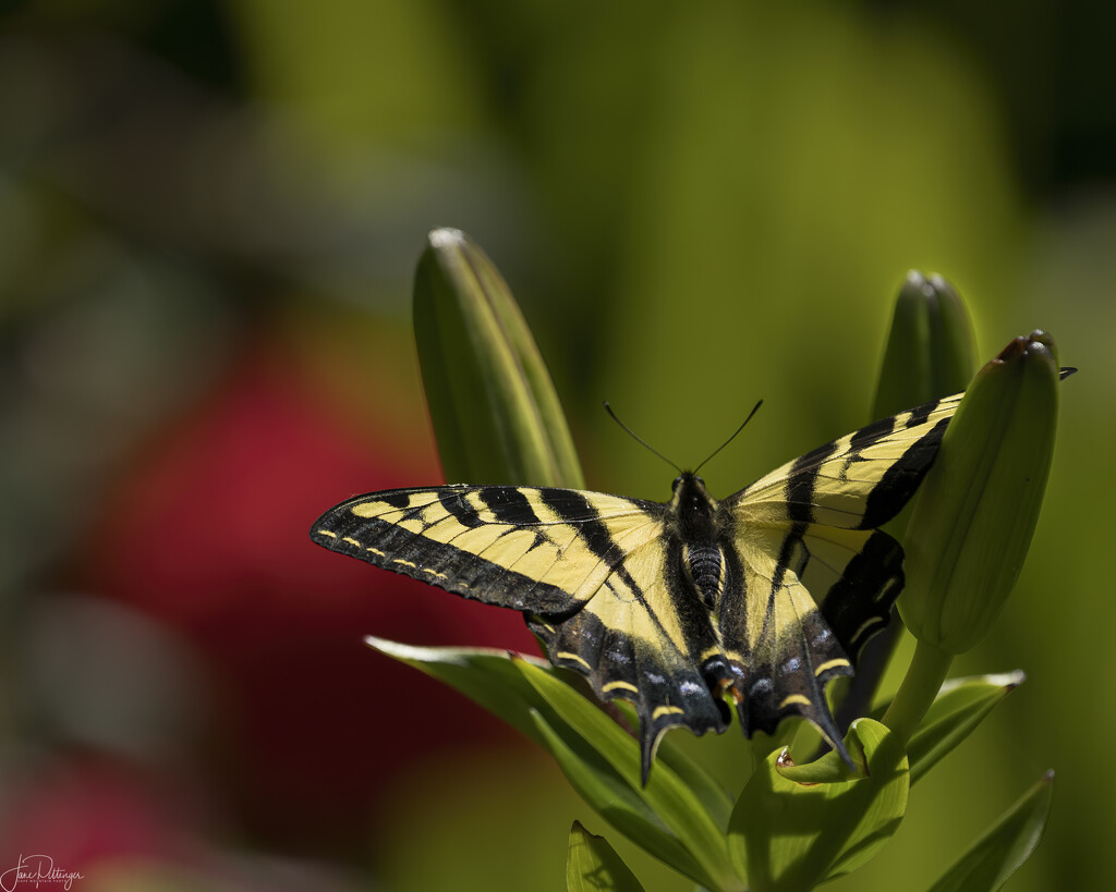 Swallowtail on Lily Buds by jgpittenger