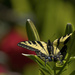 Swallowtail on Lily Buds by jgpittenger