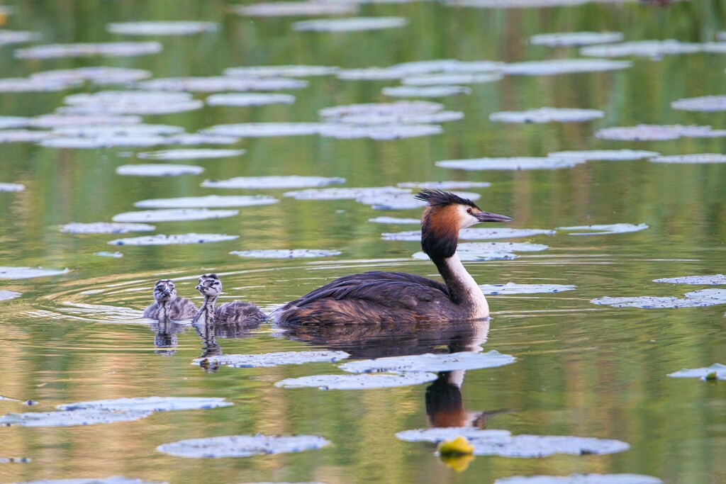 Great crested grebe by okvalle
