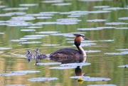 1st Jul 2023 - Great crested grebe