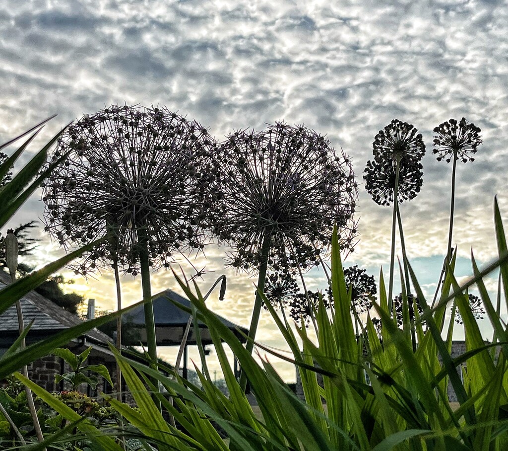 Alliums and clouds  by pattyblue