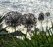 24th Jun 2023 - Alliums and clouds 