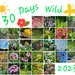 30 Days Wild 2023 by serendypyty