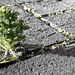 2023-07-01 Tiny Tree by cityhillsandsea