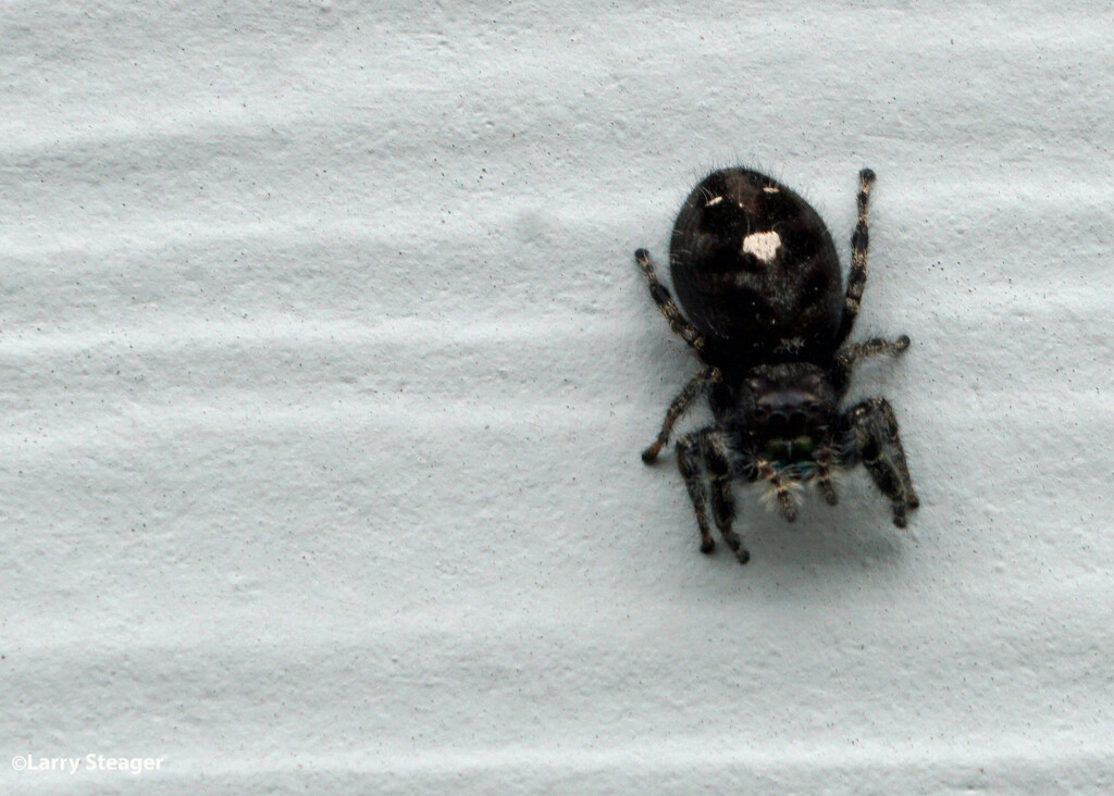 Jumping Spider on the wall by larrysphotos