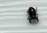 1st Jul 2023 - Jumping Spider on the wall