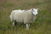 1st Jul 2023 - a sheep