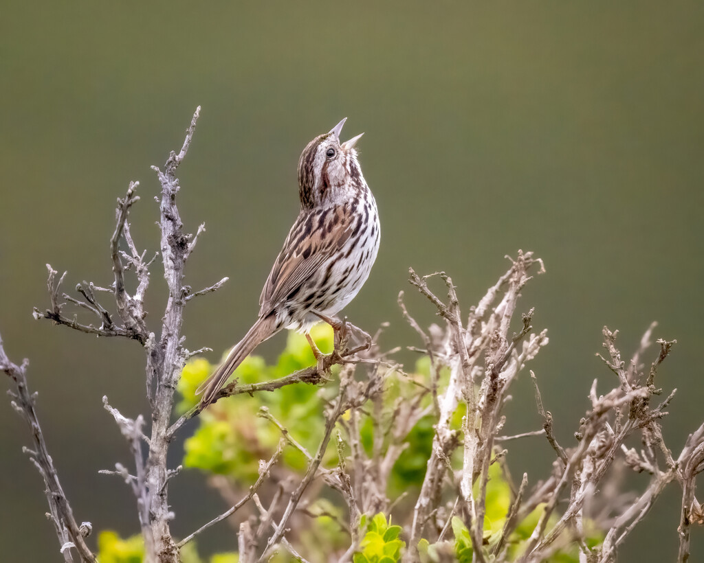 Song Sparrow by nicoleweg